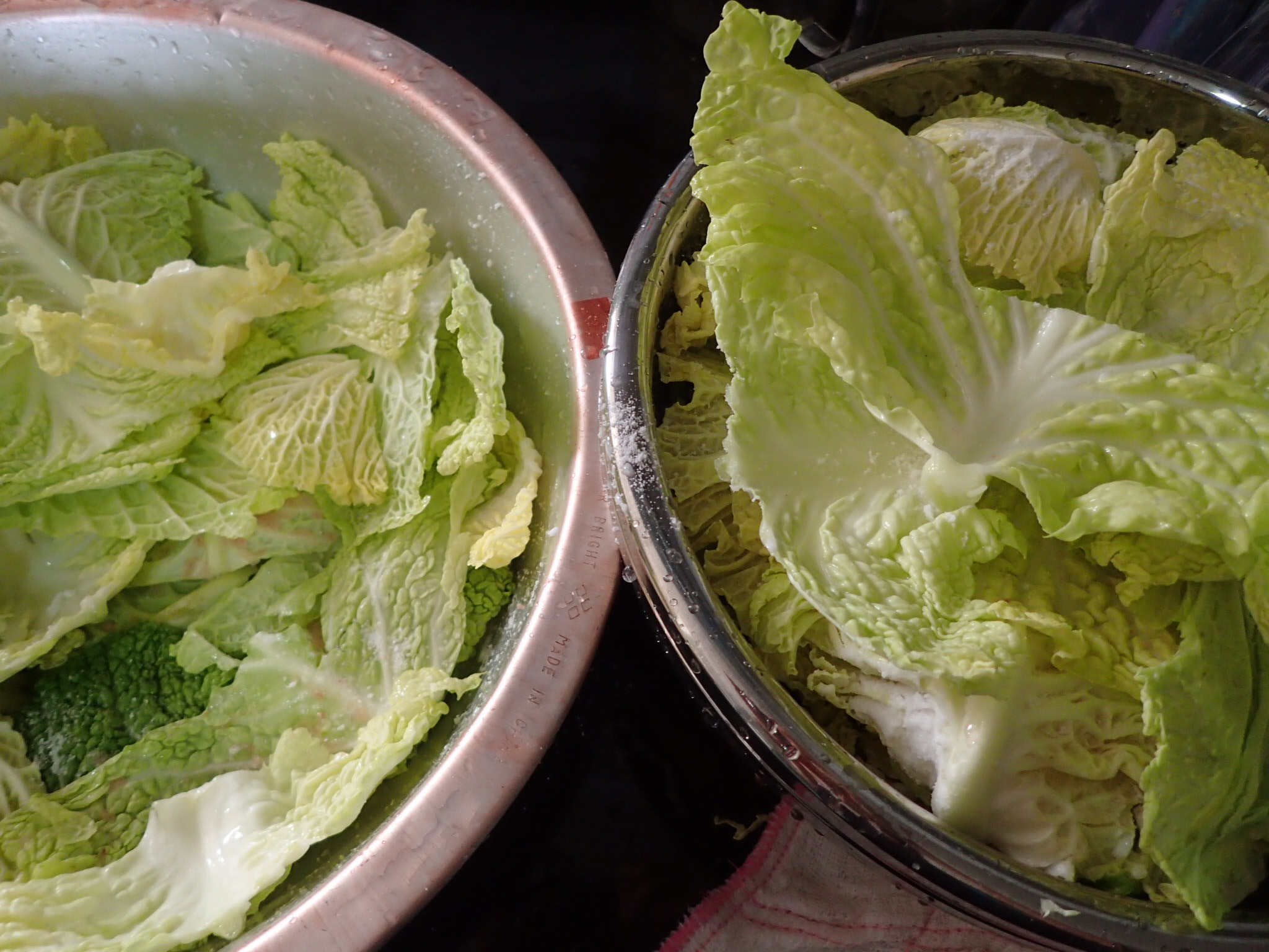 Salting the cabbage